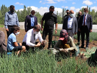 Sivas’ta “Yem Bitkileri Hasadı Tarla Günü” düzenlendi