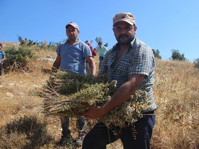 Kilis’te kekik hasadı başladı