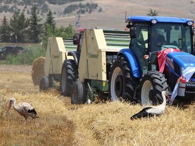 Leylekler hasattan payına düşeni aldı