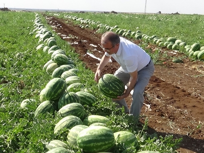 Diyarbakır’ın tescilli karpuzunda hasadı başladı