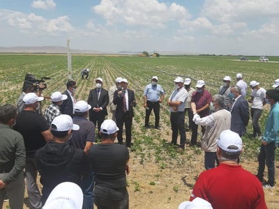 Kuraklığa dayanıklı çeşitlerle üretim aralıksız devam ediyor