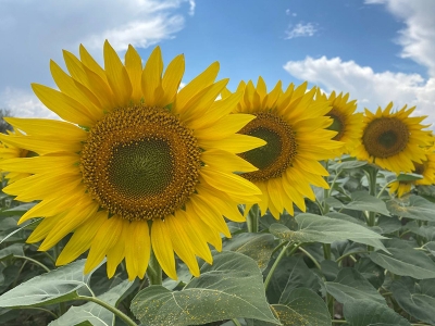 Amasya’da çiftçiler yağlık ayçiçeğine yöneldi