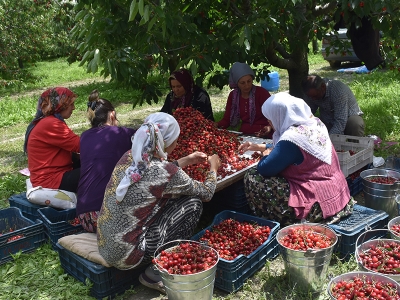 Tadıyla damakları, fiyatıyla üreticisini güldürüyor