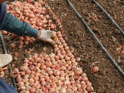 Kırşehir seralarla yeşilleniyor üretim artıyor