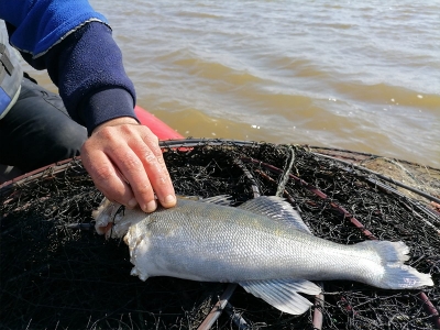 Kaçak avlanmaya karşı denetimler sürüyor