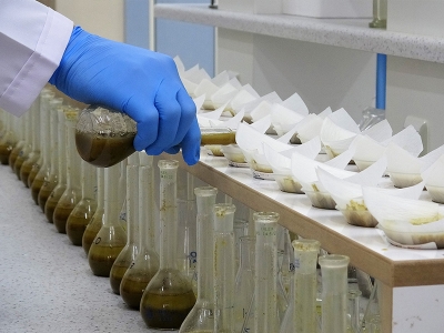 İlk milli hibrit tütün ile verim katlanacak