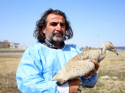 Yakalı toy kuşu tedavi edildi doğaya salındı