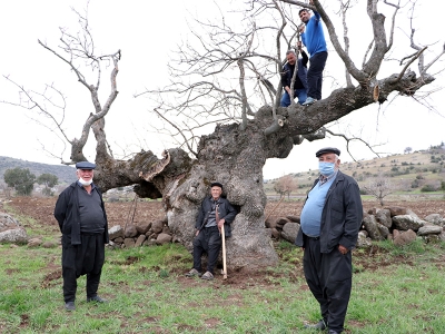 Mahalleli fıstık ağacına imece usulü bakıyor
