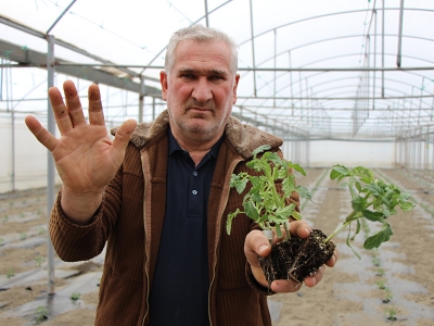 Amasya’da domates ekimi başladı