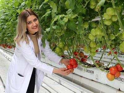 Sivas’taki jeotermal domates serasında verim yüksek