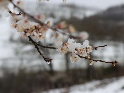 Martta yağan kar bitkileri de şaşırttı