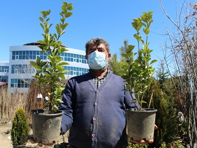 Koronavirüs, fidan satışlarını olumlu etkiledi