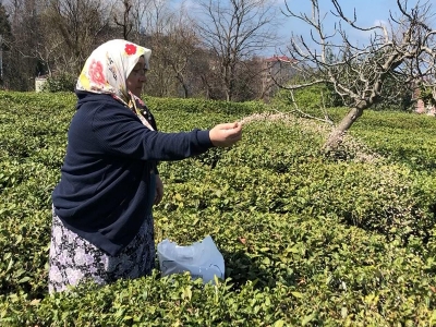 Çay bahçelerinde hazırlıklar başladı