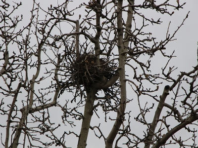 Kuşlar bu bahçelerde huzurla yaşıyor