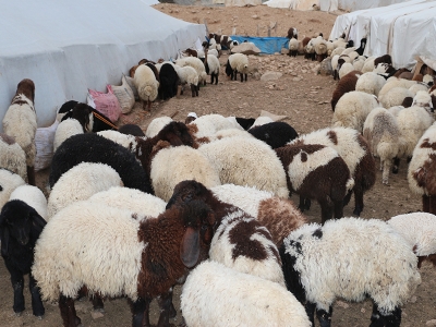 Siirt’te küpeleme başladı