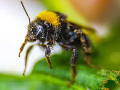 Bombuslar görev başında