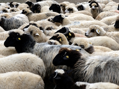 Örnek projede sayı 45 bin oldu