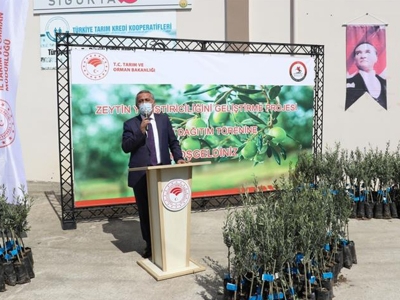 Üreticiye zeytin fidanı desteği