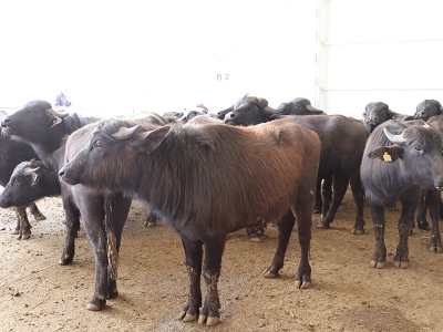 Mandalarda verim projeyle yükselecek