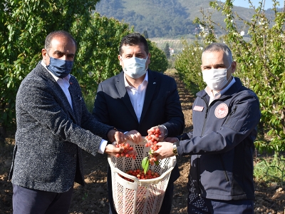 Bahar geldi Manisa’da ilk kiraz hasat edildi