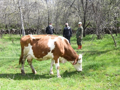 Her yıl buzağı verdi, sahibinin vazgeçilmezi oldu