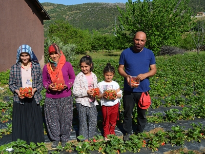 Amanoslar’da çilek hasadı başladı