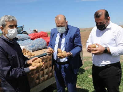 Yozgat'ta yerli patates ekimi yapıldı