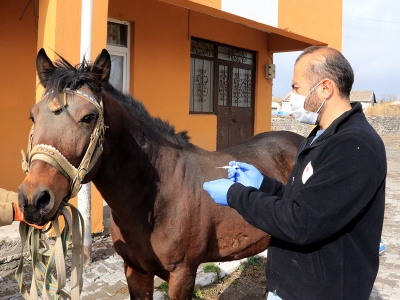 Kars'ta at ve köpeklerin kimlik kaydı oluşturuldu