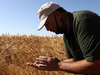 Hububat TAGEM’den kuraklığa dayanıklı tohum atağı