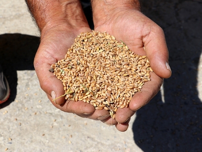 Ata yadigârı tohumlar hasat edildi