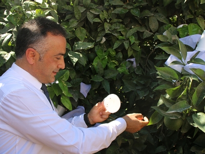 Adana'da turunçgil bahçelerine ‘biyolojik destek’