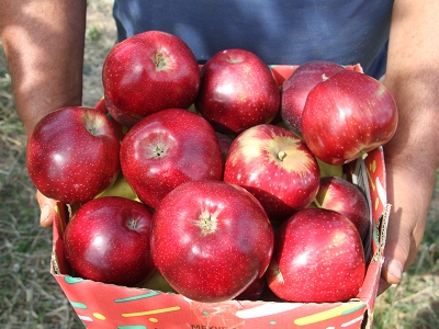 Konya'dan dünyaya elma ihracatı