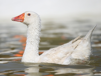 “Türk kazı” tescile hazır