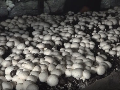 Ev hanımı mantarla işinin patronu oldu