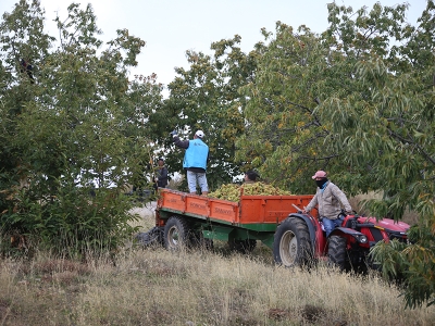 Bu ormandan 20 ülkeye meyve ihraç ediliyor