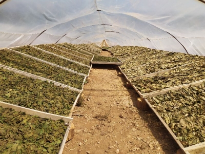 Tütün mamulünün yüzde 30’u yerli tütün olacak