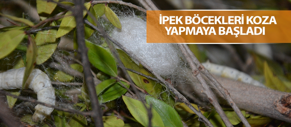 İpek böcekleri köylülere 