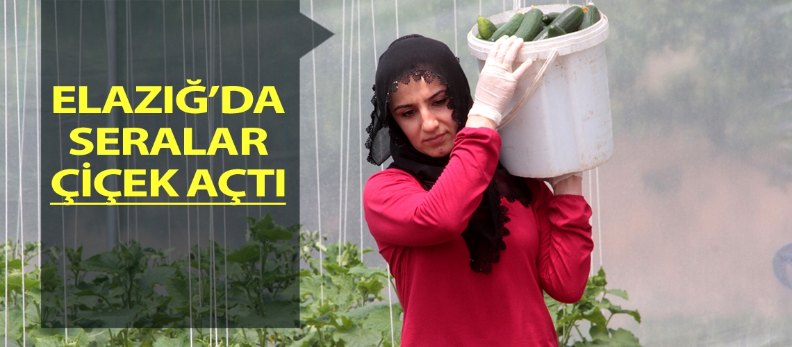 Elazığ’da seralar çiçek açtı
