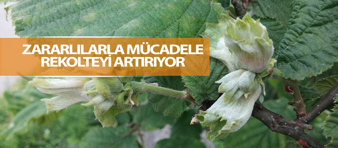 Zararlılarla mücadele rekolteyi arttırıyor