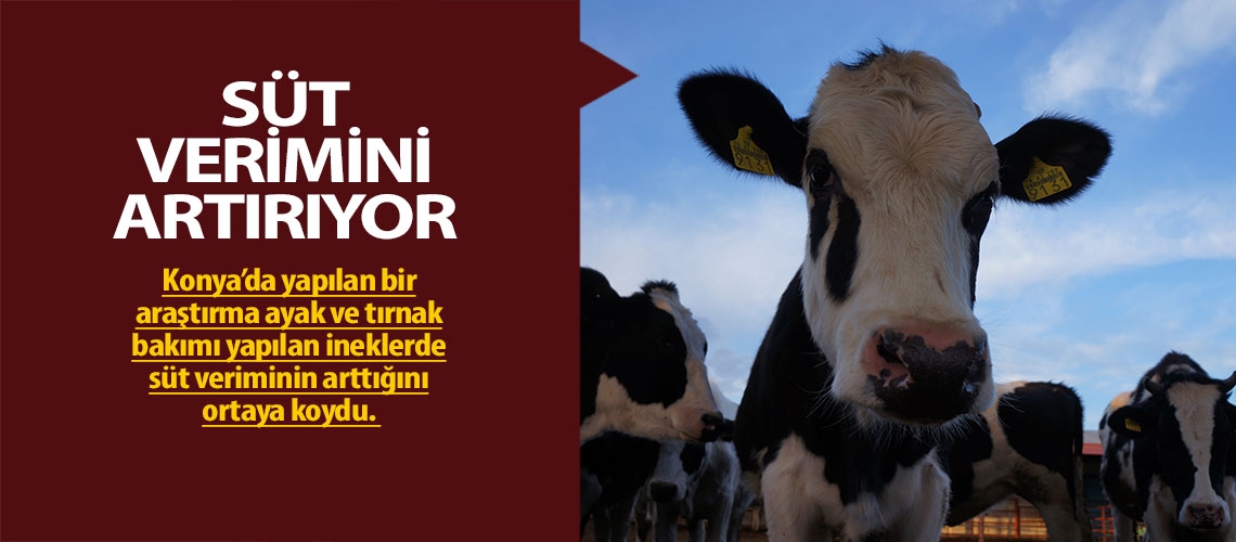 İneklere mutlaka pedikür yapın