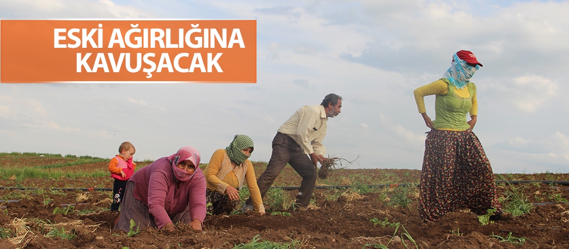 Diyarbakır karpuzu ağır olacak