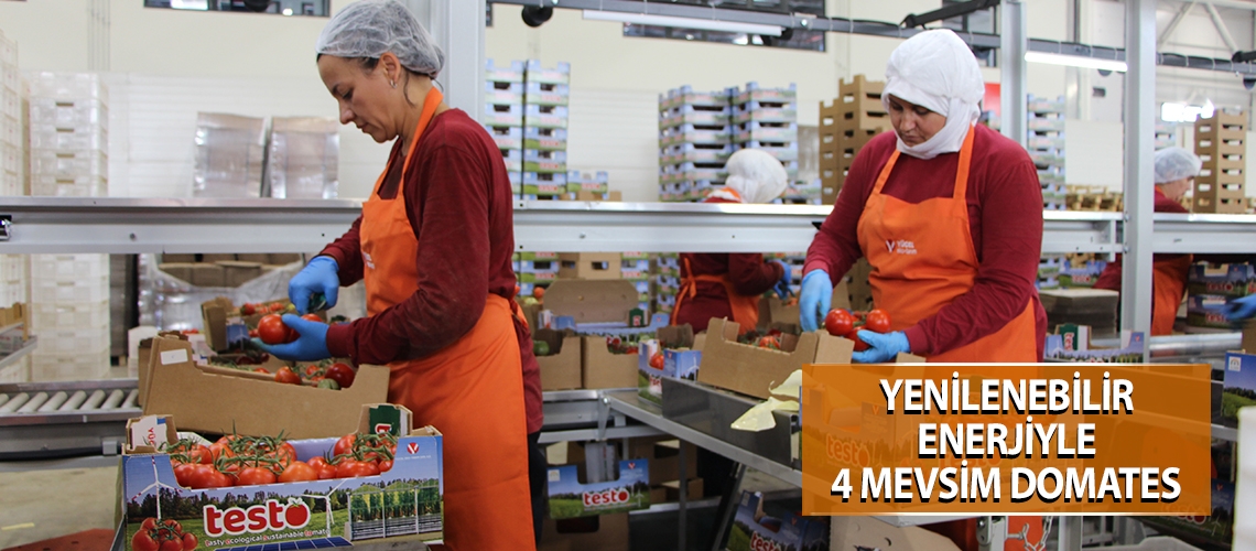 Yenilenebilir enerjiyle 4 mevsim domates