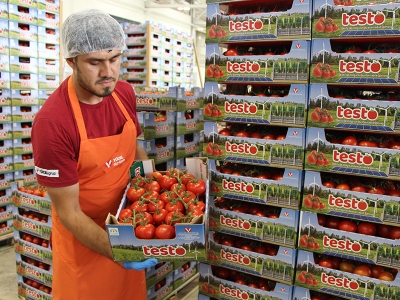 Yenilenebilir enerjiyle 4 mevsim domates