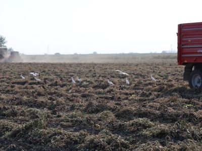 Bereketli hasattan kuşlar da nasibini aldı