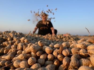 Osmaniye yer fıstığında hasat başladı