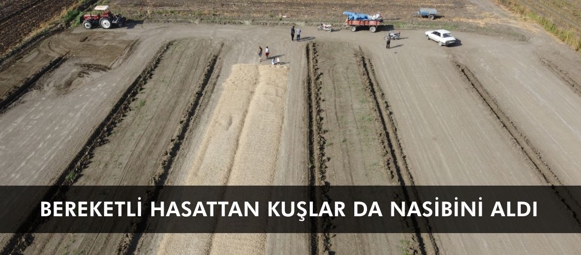 Bereketli hasattan kuşlar da nasibini aldı