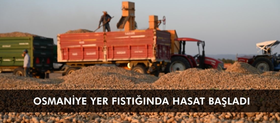 Osmaniye yer fıstığında hasat başladı