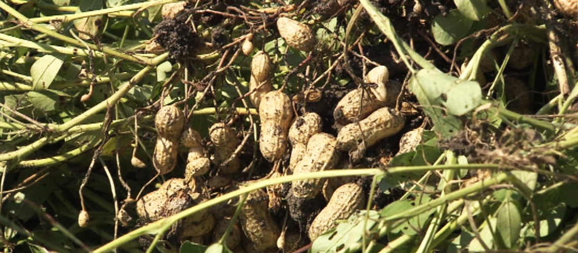 Yerfıstığı Yetiştiriciliği