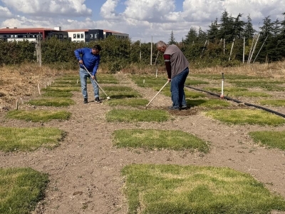 İklim değişikliğine dayanıklı yerli çim çeşitleri geliştiriliyor