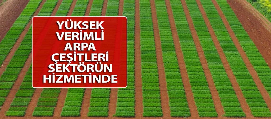 Yüksek verimli arpa çeşitleri sektörün hizmetinde